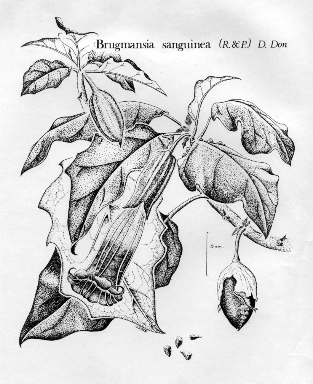 brugmansia sanguinea