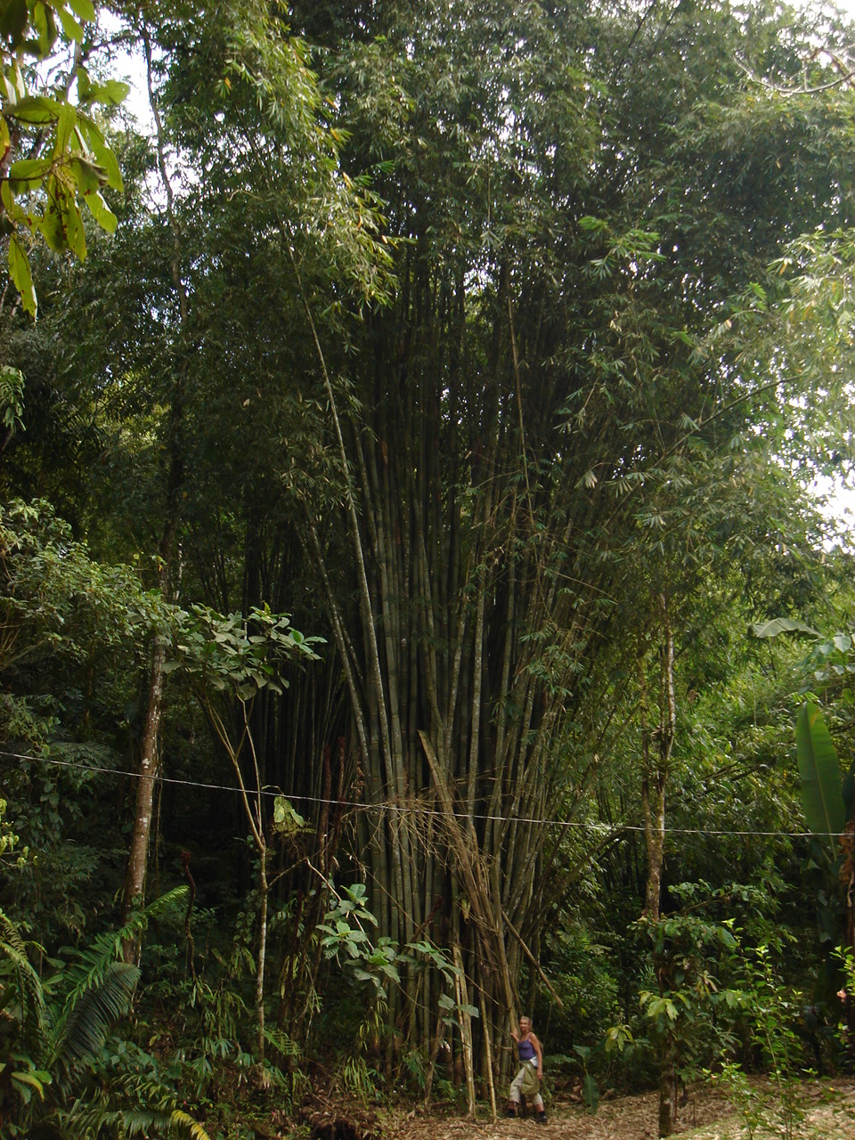 lord flea with a giant timber bamboo, in costa rica