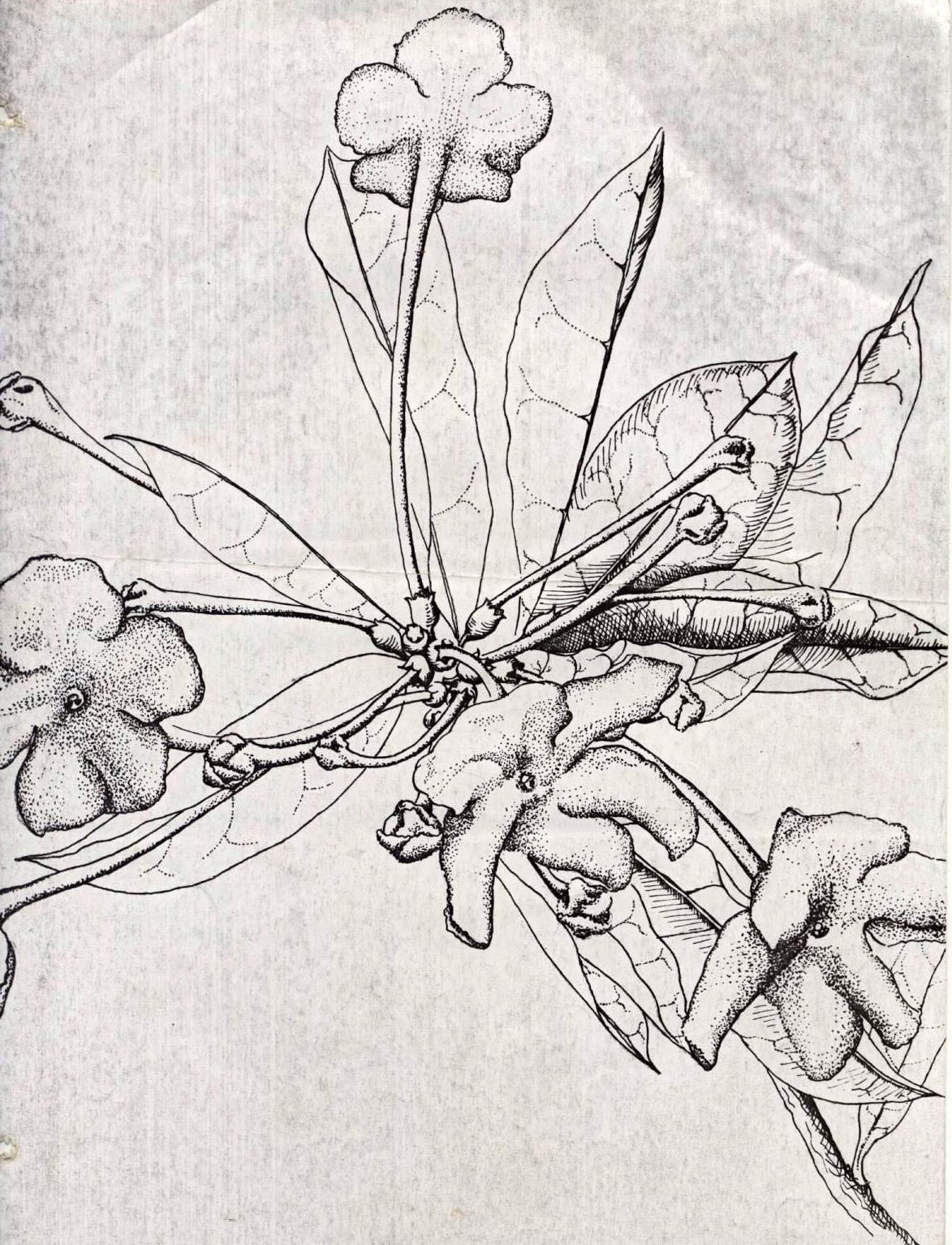 Brunfelsia americana...the near-extinct species