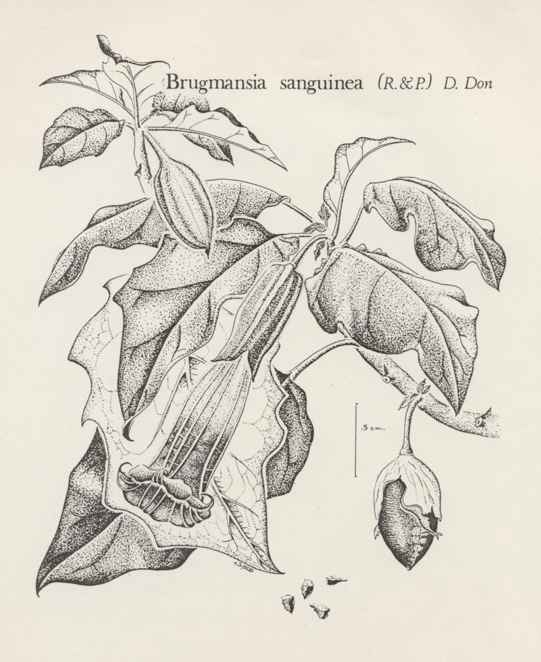 two examples of brugmansia