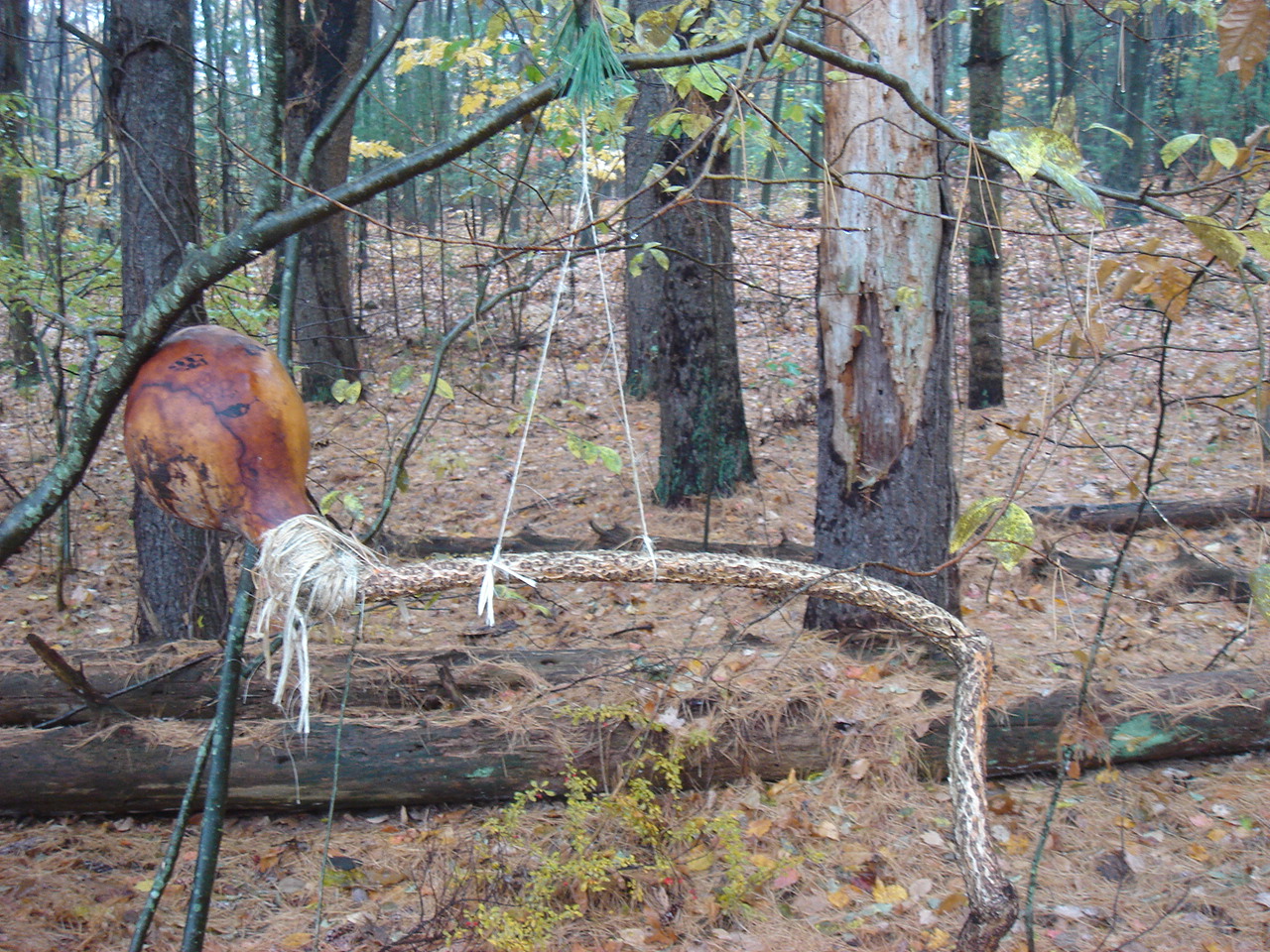 a forest folk