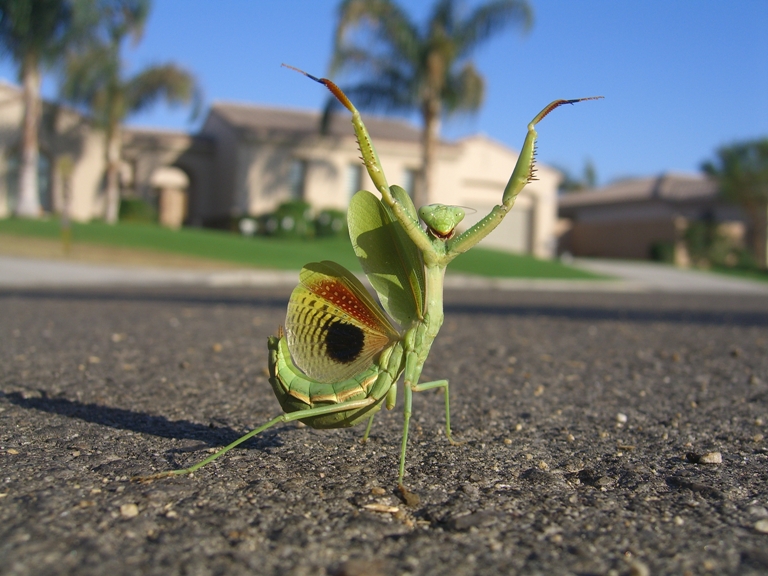mantis delight yeah! yeah! yeah! I'm through! I'm done! It's finished! Let's PAH-TY!