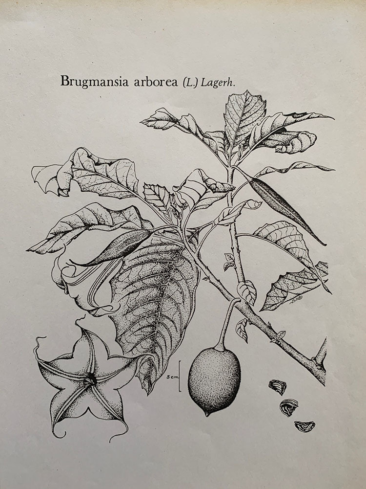Brugmansia arborea
