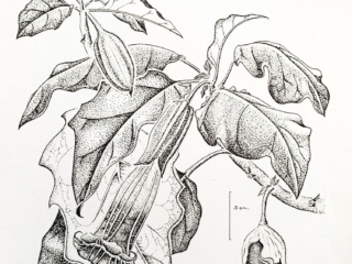 Brugmansia sanguinea Brugmansia sanguinea