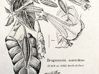 Brugmansia suaveolens Brugmansia suaveolens