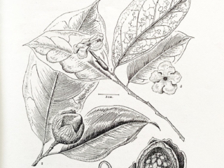 Brunfelsia macrocarpa Brunfelsia macrocarpa