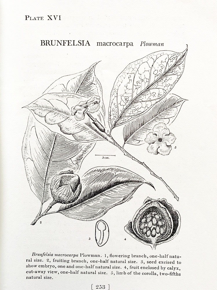 Brunfelsia macrocarpa