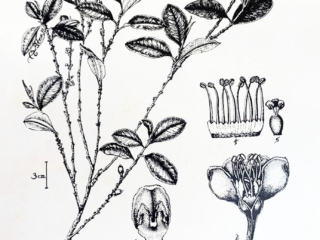 Erythroxylum coca Erythroxylum coca