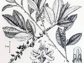 Erythroxylum coca Erythroxylum coca